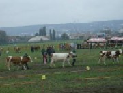 Actiunile de consultanta agricola desfasurate in luna mai 2008