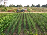 Lucrarile solului si combaterea buruienilor in legumicultura