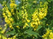 Diversitatea, un instrument in sprijinul fermierilor