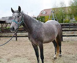 Rasa Trapas Romanesc