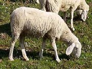 1biellese.jpg 1biellese.jpg