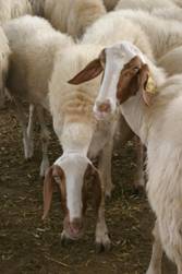 Pozitiile normale sau distocice ale iezilor si mieilor la fatari