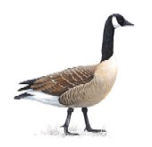 1gascacan.jpg 1gascacan.jpg