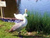 1gascamag.jpg 1gascamag.jpg