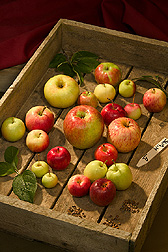 Soiuri de mar rezistente la boli