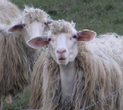 1sarda.jpg 1sarda.jpg