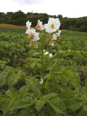 Reinoirea cartofilor pentru saminta