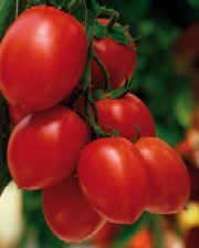 Hibrizii de tomate Enza Zaden