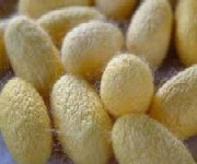 Ingogosarea viermilor de matase