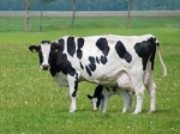 Hranirea tineretului taurin in perioada de pasunat