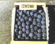 centenar.jpg