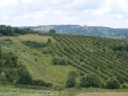 Pastrarea ciorchinelor de struguri