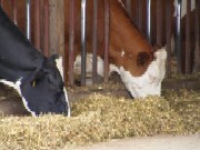 Un model bun de urmat