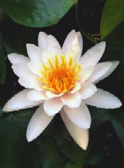 1nufar-alb.jpg 1nufar-alb.jpg