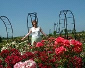 Festivalul Trandafirilor, la Arad