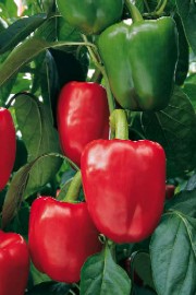 Hibrizii de ardei gras ENZA ZADEN