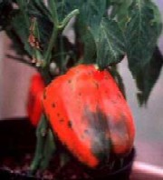 Putregaiul apical – dezechilibrul hidric