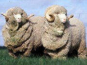 Rase australiene de oi