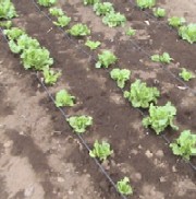 picurare.jpg picurare.jpg