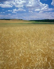 triticum1.jpg