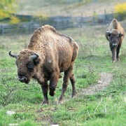 zimbrii.jpg zimbrii.jpg