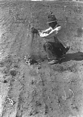 1936farmer.jpg 1936farmer.jpg