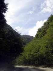 Piata de biomasa, cu potential de inovare in Romania