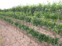 espalierapples.jpg espalierapples.jpg