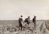 farmer11.jpg farmer11.jpg