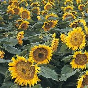 Biocombustibilii au provocat criza alimentara