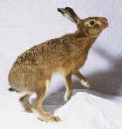 Iepurele, carnea saracului