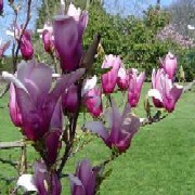 Magnolia purpurie