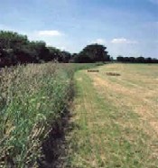 Amenajarea teritoriului pentru pradatorii biologici