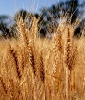 Soiuri de grau produse la Martonvasar din Ungaria