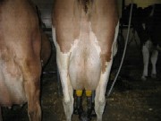 Concepte actuale in strategia hranirii vacilor cu productii de lapte performante