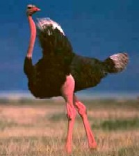 ostrich-red.jpg