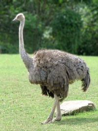 Specii de struti