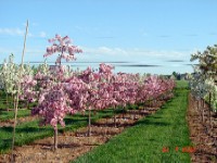 pinkprincess1.jpg pinkprincess1.jpg