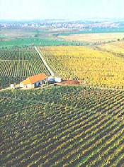 podgoria.jpg podgoria.jpg