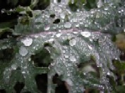 Cum poate mari, un fermier, rezistenta la iernare a rapitei