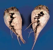 Recoltarea sfeclei de zahar