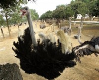 El e «taticul» a 300 de struti