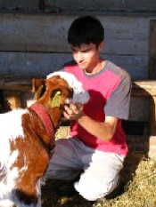 Ferma model la Curtici