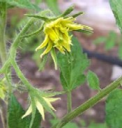 Altoirea tomatelor si tomatele „perene”