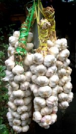 usturoi.jpg usturoi.jpg