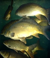 Organizarea si functionarea Agentiei Nationale pentru Pescuit si Acvacultura