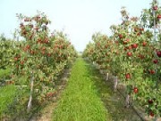 Mairac – un nou soi de mere