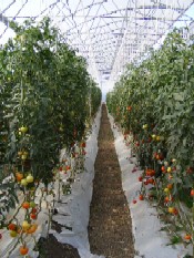 seleus1.jpg seleus1.jpg