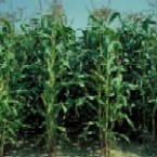 Porumbul nostru e mai bun la gust decat tot ce exista pe piata