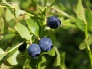 Arbustii au fructe mici dar genereaza AFACERI mari!